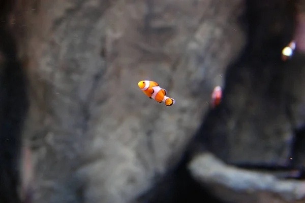 Nemo Clown Ryb Bliska Zdjęcie — Zdjęcie stockowe