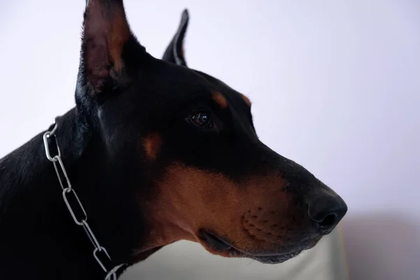 Preto Castanho Masculino Doberman Dog — Fotografia de Stock