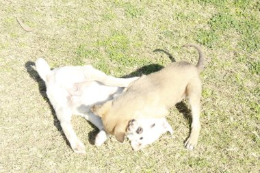 Şirin hayvan bahçede eğlencesine oynuyor.