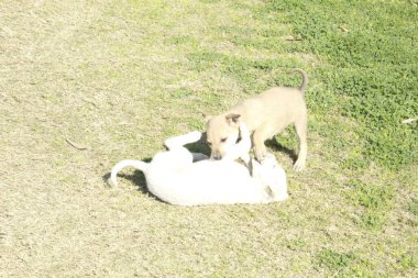 Şirin hayvan bahçede eğlencesine oynuyor.