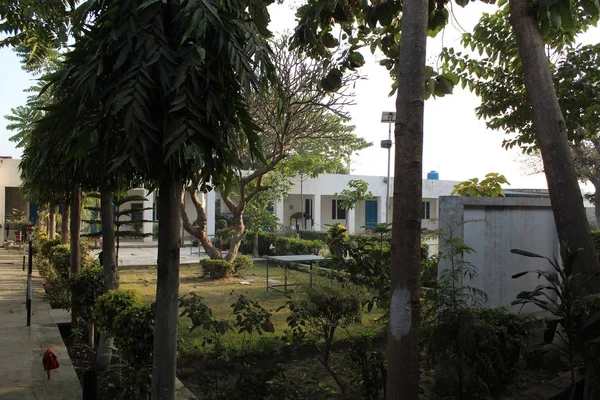 Tree plants and school s classrooms — Stock Photo, Image