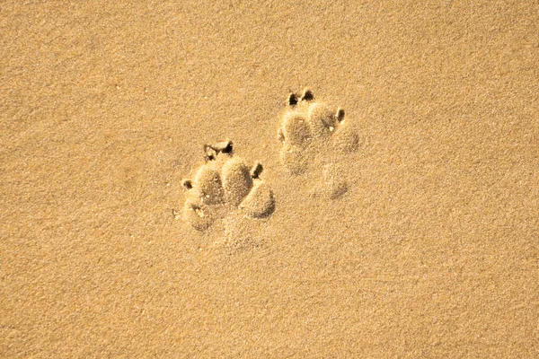 Dog\'s footprints on sandy beach nothing else
