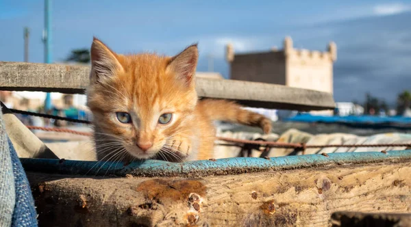 World\'s cutest young cat kitten in a wooden basket crate in the docks of Essaouira Morocco