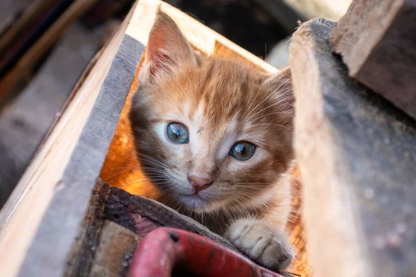World's cutest young cat kitten in a wooden basket crate in the docks of Essaouira Morocco