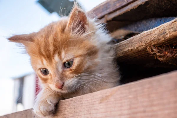 World\'s cutest young cat kitten in a wooden basket crate in the docks of Essaouira Morocco