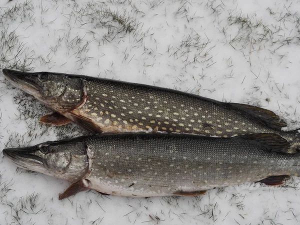 River fish pike in the hands of a fisherman, caught in winter fishing. — Stock Photo, Image