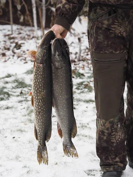 Folyami hal csuka egy halász kezében, akit télen fogtak ki horgászás közben.. — Stock Fotó