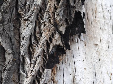 Eski bir ağacın kabuğu ve dokulu arka planı. Kırsal kesimde. Egzotik havlama.