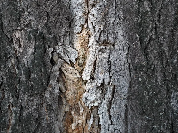 Casca e fundo texturizado de uma árvore antiga. No campo. Casca exótica . — Fotografia de Stock