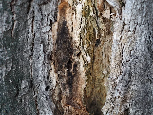 Blaf en textuur achtergrond van een oude boom. Het platteland. Exotische schors. — Stockfoto