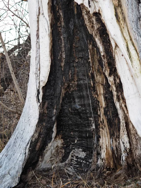 Blaf en textuur achtergrond van een oude boom. Het platteland. Exotische schors. — Stockfoto