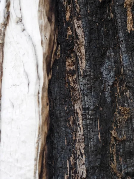 古代の木の樹皮と質感の背景。田舎だエキゾチックな樹皮. — ストック写真