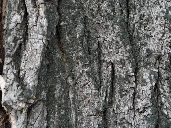 Eski bir ağacın kabuğu ve dokulu arka planı. Kırsal kesimde. Egzotik havlama. — Stok fotoğraf