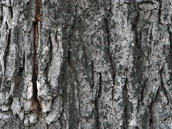 Eski bir ağacın kabuğu ve dokulu arka planı. Kırsal kesimde. Egzotik havlama. — Stok fotoğraf