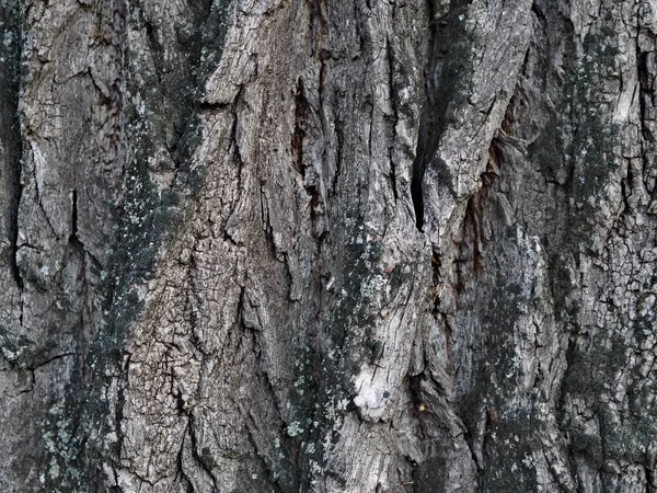 Eski bir ağacın kabuğu ve dokulu arka planı. Kırsal kesimde. Egzotik havlama. — Stok fotoğraf