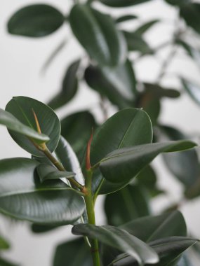 Kışlık bahçe koleksiyonunda büyük yaprakları olan Ficus Rubber. Evde bir incir ağacı olmalı..