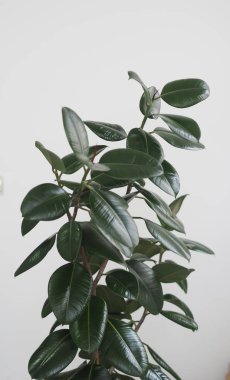 Ficus Rubber-bearing with large leaves in the winter garden home collection. At home, there must be a ficus. clipart