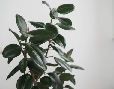 Kışlık bahçe koleksiyonunda büyük yaprakları olan Ficus Rubber. Evde bir incir ağacı olmalı..