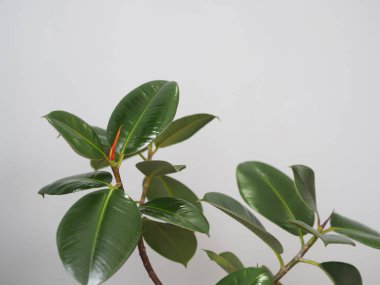 Kışlık bahçe koleksiyonunda büyük yaprakları olan Ficus Rubber. Evde bir incir ağacı olmalı..