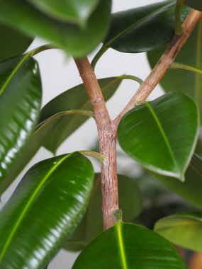 Kışlık bahçe koleksiyonunda büyük yaprakları olan Ficus Rubber. Evde bir incir ağacı olmalı..