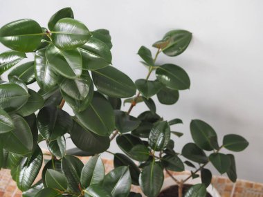 Kışlık bahçe koleksiyonunda büyük yaprakları olan Ficus Rubber. Evde bir incir ağacı olmalı..