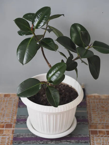 Ficus Cojinete de goma con hojas grandes en la colección de casas de jardín de invierno. En casa, debe haber un ficus . — Foto de Stock