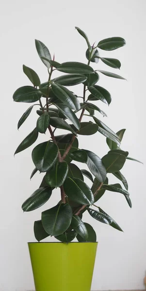 Ficus Borracha-rolamento com folhas grandes na coleção casa jardim de inverno. Em casa, deve haver um ficus. . — Fotografia de Stock