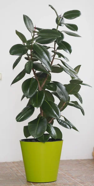 Ficus Cojinete de goma con hojas grandes en la colección de casas de jardín de invierno. En casa, debe haber un ficus . — Foto de Stock