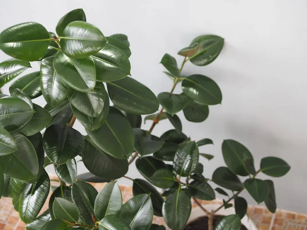 Ficus Rubber-bearing with large leaves in the winter garden home collection. At home, there must be a ficus. — Stock Photo, Image