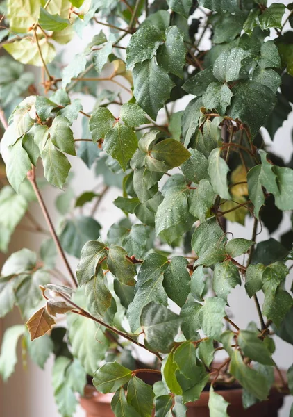 Plante d'intérieur Cissus, chez les gens ordinaires appelé bouleau. Dans le contexte de la fenêtre . — Photo