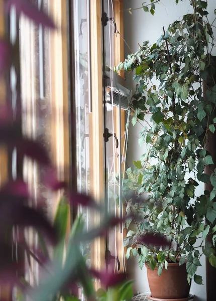 Pianta da appartamento Cissus, in gente comune chiamata betulla. Sullo sfondo della finestra . — Foto Stock