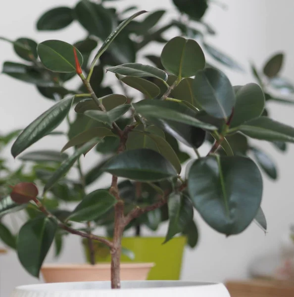 Ficus Rubber-bearing nagy levelekkel a télikert-ház gyűjteményében. Otthon kell lennie egy fikusznak.. — Stock Fotó