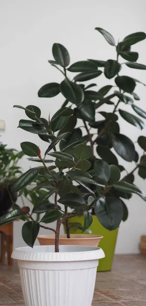 Ficus Rubber-lager met grote bladeren in de wintertuin home collectie. Thuis moet er een ficus zijn.. — Stockfoto