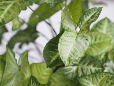 Evde yaprakları hafif olan sengonyum liana. Kışın bahçedeki ev bitkileri. Beyaz arkaplan.