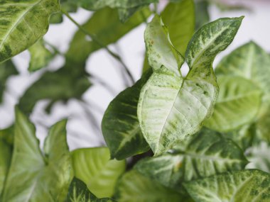 Evde yaprakları hafif olan sengonyum liana. Kışın bahçedeki ev bitkileri. Beyaz arkaplan.
