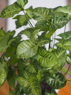 Evde yaprakları hafif olan sengonyum liana. Kışın bahçedeki ev bitkileri. Beyaz arkaplan.