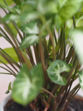 Evde yaprakları hafif olan sengonyum liana. Kışın bahçedeki ev bitkileri.