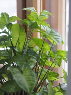 Evde yaprakları hafif olan sengonyum liana. Kışın bahçedeki ev bitkileri.