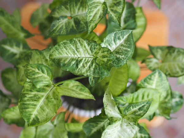 Syngonium liana com um topo claro de folhas em casa. Plantas de casa no jardim de inverno . — Fotografia de Stock