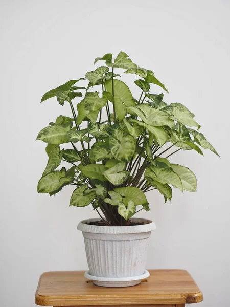 Syngonium liana con una tapa ligera de hojas en casa. Plantas caseras en el jardín de invierno. Fondo blanco . — Foto de Stock