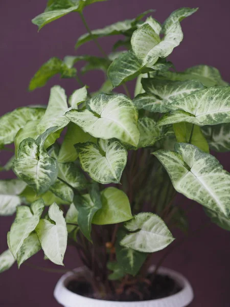 Syngonium liana com um topo claro de folhas em casa. Plantas de casa no jardim de inverno. Fundo violeta . — Fotografia de Stock