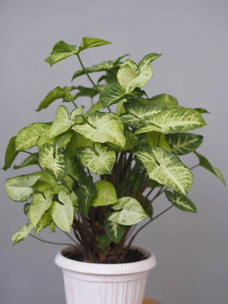 Syngonium liana com um topo claro de folhas em casa. Plantas de casa no jardim de inverno. Fundo cinzento . — Fotografia de Stock