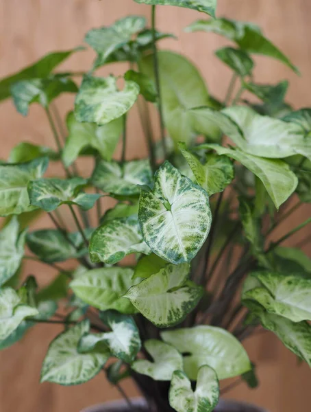 Syngonium liana con una tapa ligera de hojas en casa. Plantas caseras en el jardín de invierno. Fondo de madera . — Foto de Stock