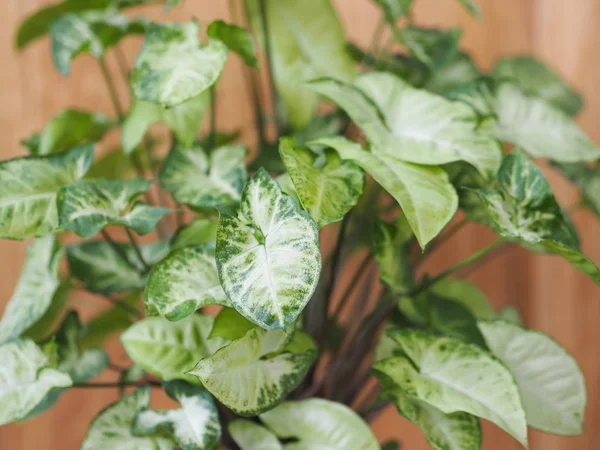 Syngonium liana con una tapa ligera de hojas en casa. Plantas caseras en el jardín de invierno. Fondo de madera . —  Fotos de Stock