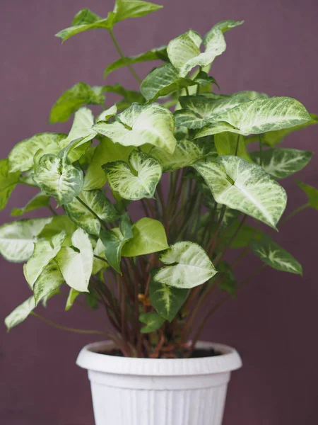 Syngonium liana com um topo claro de folhas em casa. Plantas de casa no jardim de inverno. Fundo violeta . — Fotografia de Stock