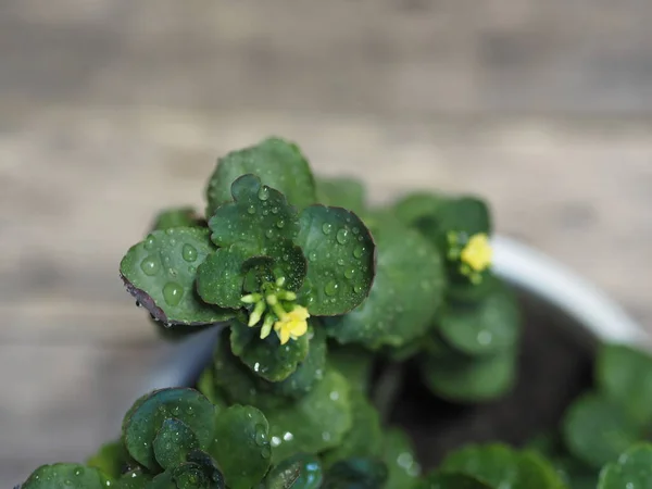 Kalanchoe casero florece en amarillo. Sobre un fondo antiguo de madera . —  Fotos de Stock