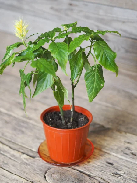 Пахистахис - экзотическое домашнее растение желтого цвета, похожее на паниклесс. . — стоковое фото