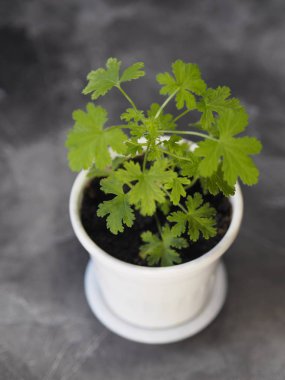 Limon pelargonyum, ahşap arka planda limon kokulu sardunya. Sivrisinek kovucu. Ev koşulları.