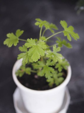 Limon pelargonyum, ahşap arka planda limon kokulu sardunya. Sivrisinek kovucu. Ev koşulları.