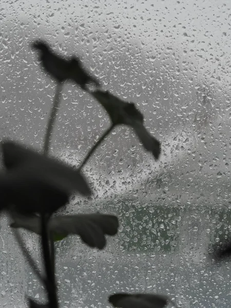 Winter. Blizzard outside the window. There is wet snow on the glass. On the window is a houseplant. — Stock Photo, Image